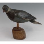 An early 20th century carved and painted pine decoy in the form of a pigeon, h.29cm.