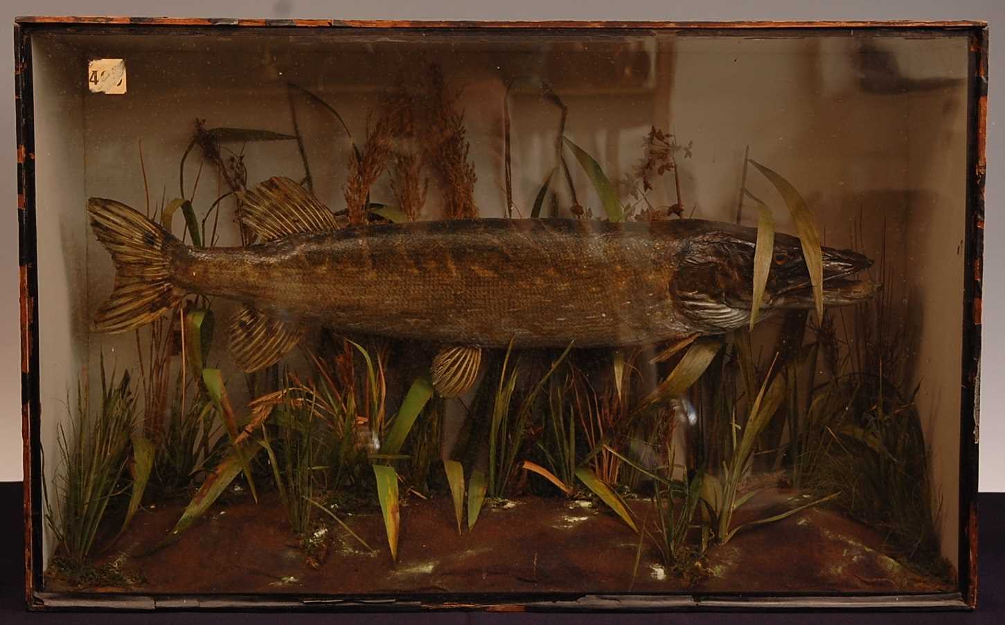 An early 20th century taxidermy pike (Esox lucius), mounted in a naturalistic setting within an