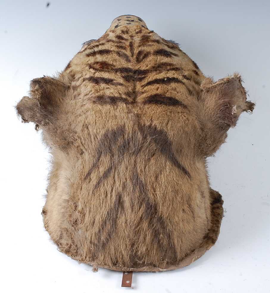 An early 20th century taxidermy Bengal Tiger (panthera tigris tigris), head mount with mouth - Image 7 of 32