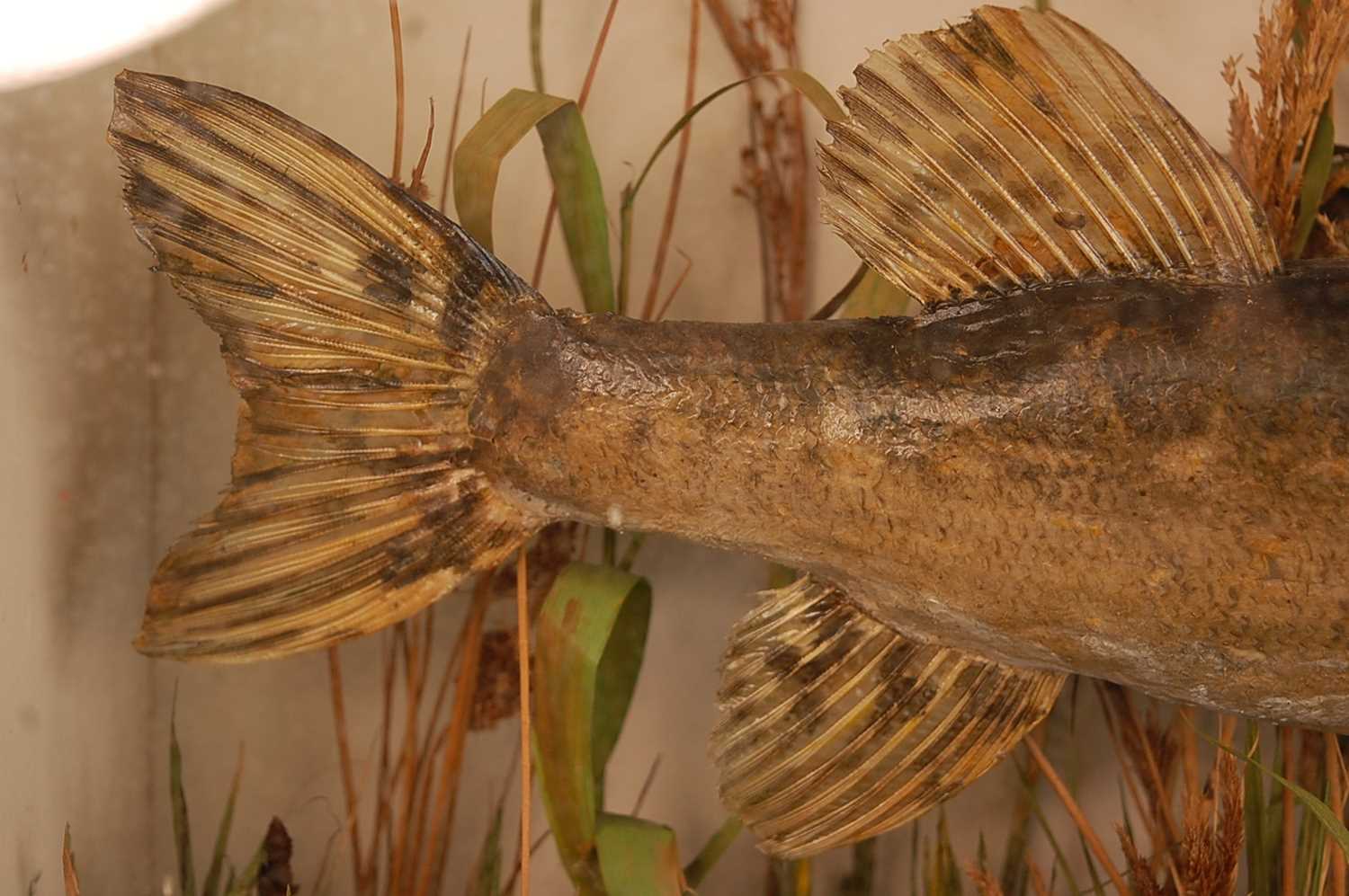 An early 20th century taxidermy pike (Esox lucius), mounted in a naturalistic setting within an - Image 3 of 8