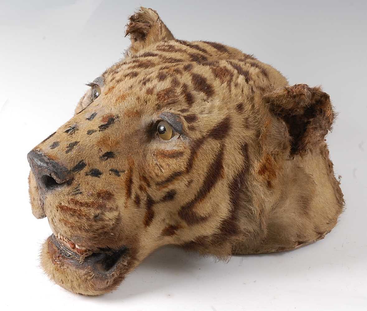 An early 20th century taxidermy Bengal Tiger (panthera tigris tigris), head mount with mouth