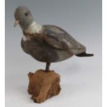 An early 20th century carved and painted pine decoy, in the form of a pigeon, h.29cm.