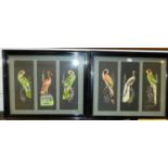 20th century school - Pair; Exotic bird studies mixed media with feathers and gouache,triptychs,