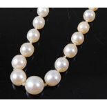 A cultured pearl single string necklace, the graduated knotted cultured pearls on a yellow metal