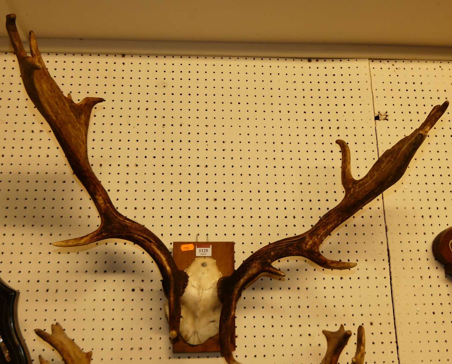 A pair of mounted stag antlers