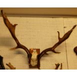 A pair of mounted stag antlers