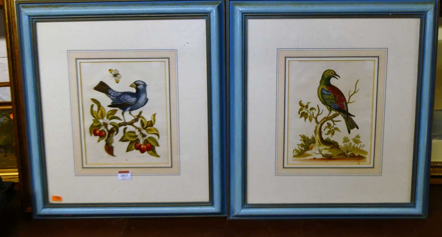 After George Edwards - The Blue Gros-Beak, lithograph, 24 x 19cm; and one other (2)