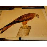 A pair of Swedish unframed prints being bird studies in printed card folio
