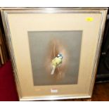 Raymond C Watson - Bluetit, gouache, signed lower right, 26x21cm