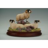 Border Fine Arts "Blackie Tup and Ewes", with box