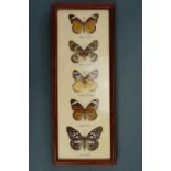 Five framed butterflies including Painted Jezebel, Common Tiger, Blue Tiger, Hill Jezebel and