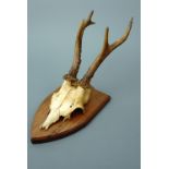A set of Roe deer antlers mounted on a wooden shield-shaped plaque