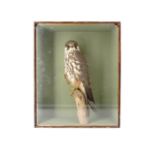 Taxidermy. An antique stuffed and cased Eurasian hobby bird of prey