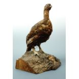 Taxidermy. A stuffed hen pheasant, 36 cm high