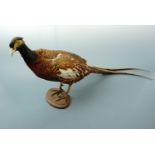 Taxidermy. A stuffed cock pheasant, 38 cm high