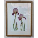 After Jane Murray (Contemporary) Cumbrian Artist "Two Irises", detailed botanical study