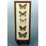 Five framed butterfly specimens including Painted Jezebel, Common Tiger, Blue Tiger, Hill Jezebel