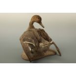 Taxidermy. A stuffed and mounted duck