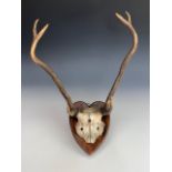 Antique stag antlers on a heart shaped wooden plaque, 54 cm.