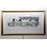 Mary Ann Rogers (Contemporary) "Swaledale tups", depicting a line of sheep, watercolour, framed