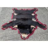A vintage Asian sun bear skin rug