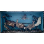 [ Taxidermy ] A large group including an albino crow, in glazed case, late 19th / early 20th