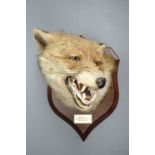 A stuffed and mounted fox's mask by Spicer of Leamington, "Waterfall, Grisedale Beck, 6th May 1927"