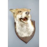 A stuffed and mounted fox's mask