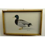 Noel William Cusa (1909-1990) Study of a mallard duck, watercolour, in slender oak frame under