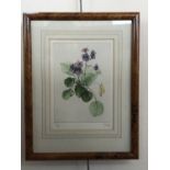 A dry-point study of violets by J Grey, 29 cm x 38 cm