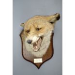 A stuffed and mounted fox's mask by Spicer of Leamington, "Dufton, 6th Dec 1930"