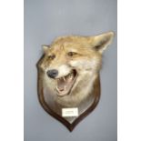 A stuffed and mounted fox's mask by Spicer of Leamington, "Blencarn, 17th Dec, 1927"