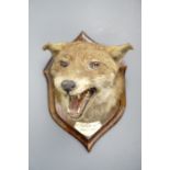 A stuffed and mounted fox's mask, "Park Brow, March 13, 1926"