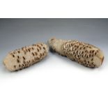 Two large Banksia pods, 22 cm and 29 cm. [These originate in Australia being the fruit of the