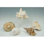 A conch and other shells