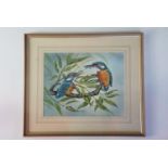 Colin Wilson (contemporary) Study of Kingfishers, watercolour, framed and mounted under glass, 53