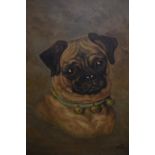 Oil on canvas, portrait of a pug dog wearing a bell collar, signed with initials A.G.P. 15ins x