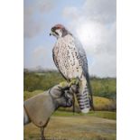 Ken Wood, 20th Century large oil on board, Lanner falcon, signed and dated 1985, 23ins x 17ins, gilt