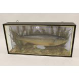 Large preserved and mounted brown trout in a glazed display case, labelled ' Brown Trout, 15Ib,