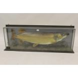 Large preserved and mounted pike in a glazed display case, 28Ib 10oz, caught in Maamtrasna Bay, Loch