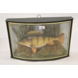 Edwardian preserved and mounted perch in a bow glazed display case, labelled ' Caught by D.R. James,