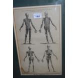 Framed group of five late 18th Century black and white engravings, anatomical studies, 14ins x 8.