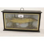 Preserved and mounted jack pike in a small glazed display case, 11.75ins wide