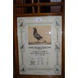 Framed print depicting various photographs of racing pigeons, circa. 1901, housed in a Gothic design