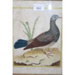 18th Century coloured engraving, portrait of a pigeon, 11ins x 9ins