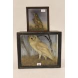 Early 20th Century preserved and mounted barn owl in a glazed display case, 15ins wide, together