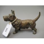 Late 19th / early 20th Century Austrian cold painted bronze figure of a Scotts Terrier, 5.75ins long