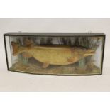 Large preserved and mounted pike in a bow glazed display case, labelled ' Pike from Grafham Water,
