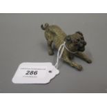 Small Austrian cold painted bronze figure of a pug, 3.25ins long