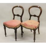 Set of six Victorian rosewood balloon back dining chairs with upholstered seats, raised on turned